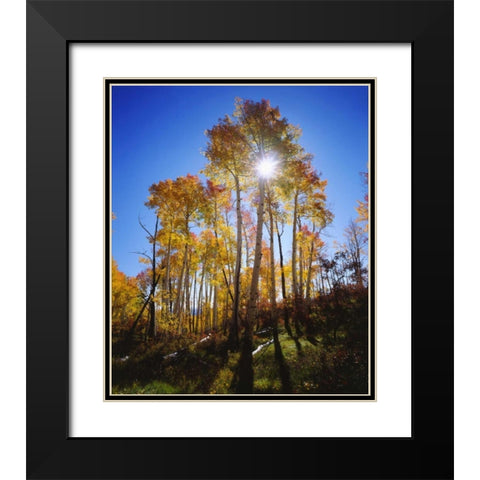 Utah, Fall colors of Aspen trees Black Modern Wood Framed Art Print with Double Matting by Talbot Frank, Christopher