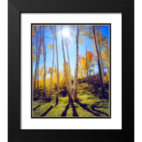 USA, Utah, Fall colors of Aspen trees Black Modern Wood Framed Art Print with Double Matting by Talbot Frank, Christopher