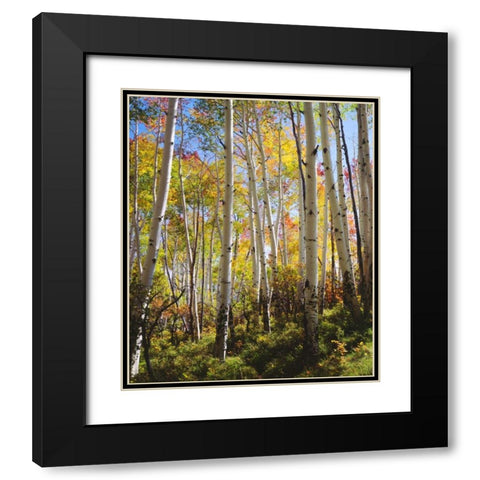 USA, Utah, Fall colors of Aspen trees Black Modern Wood Framed Art Print with Double Matting by Talbot Frank, Christopher