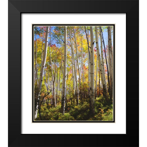 USA, Utah, Fall colors of Aspen trees Black Modern Wood Framed Art Print with Double Matting by Talbot Frank, Christopher