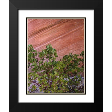 Utah, Zion NP Manzanita bush and sandstone wall Black Modern Wood Framed Art Print with Double Matting by Flaherty, Dennis