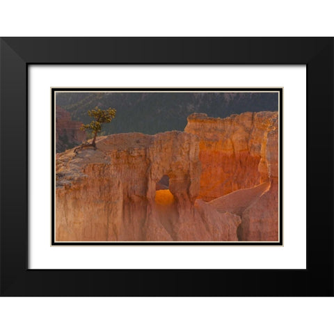 Utah, Bryce Canyon Tree in rock formation Black Modern Wood Framed Art Print with Double Matting by Illg, Cathy and Gordon