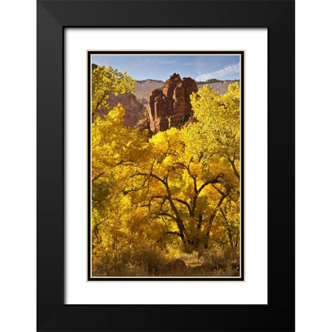 UT, Zion NP Autumn cottonwood and rock formation Black Modern Wood Framed Art Print with Double Matting by Illg, Cathy and Gordon