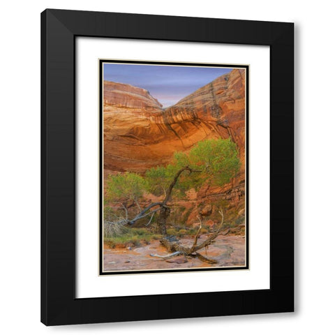 Utah, Glen Canyon Cottonwood tree in Pool Canyon Black Modern Wood Framed Art Print with Double Matting by Paulson, Don
