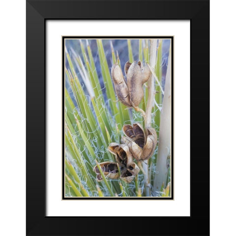 Utah, Glen Canyon A yucca plant with seed pods Black Modern Wood Framed Art Print with Double Matting by Paulson, Don