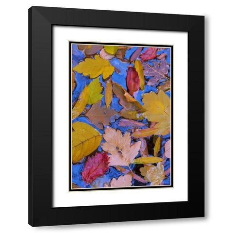 Utah, Glen Canyon Fall leaves floating on a pond Black Modern Wood Framed Art Print with Double Matting by Paulson, Don