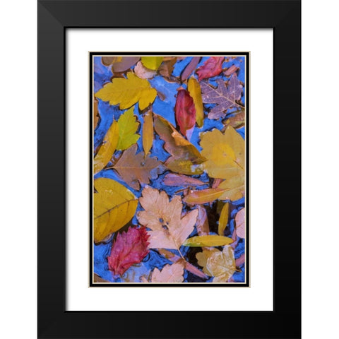 Utah, Glen Canyon Fall leaves floating on a pond Black Modern Wood Framed Art Print with Double Matting by Paulson, Don