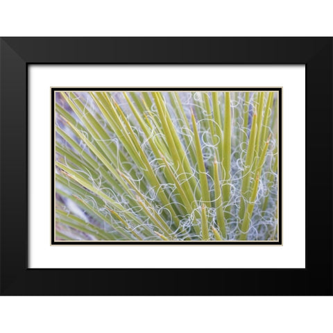 Utah, Glen Canyon NRA Close-up of a yucca plant Black Modern Wood Framed Art Print with Double Matting by Paulson, Don