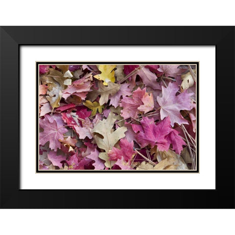 Utah, Zion NP Red maple and oak leaves Black Modern Wood Framed Art Print with Double Matting by Bush, Marie