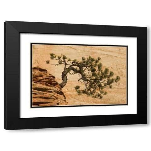 Utah, Zion NP Pine tree growing out of red rocks Black Modern Wood Framed Art Print with Double Matting by Bush, Marie