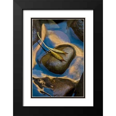 USA, Utah, Zion NP Leaf on rock in water Black Modern Wood Framed Art Print with Double Matting by Rotenberg, Nancy