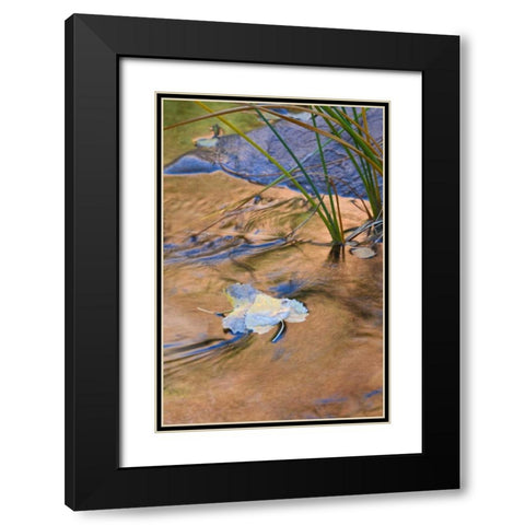Utah, Zion NP Cottonwood leaves in Pine Creek Black Modern Wood Framed Art Print with Double Matting by Rotenberg, Nancy