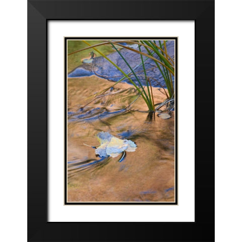 Utah, Zion NP Cottonwood leaves in Pine Creek Black Modern Wood Framed Art Print with Double Matting by Rotenberg, Nancy