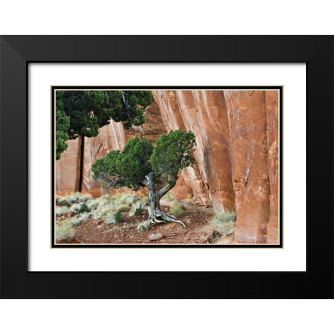 UT, Monument Valley Juniper tree in canyon Black Modern Wood Framed Art Print with Double Matting by Rotenberg, Nancy