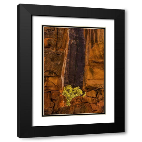 USA, Utah, Zion NP Tree and cliff Black Modern Wood Framed Art Print with Double Matting by OBrien, Jay
