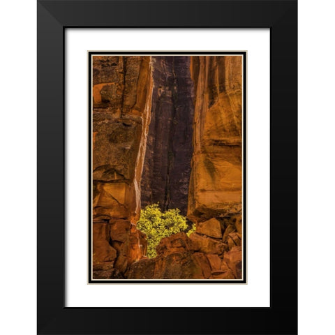 USA, Utah, Zion NP Tree and cliff Black Modern Wood Framed Art Print with Double Matting by OBrien, Jay