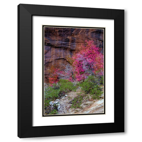 USA, Utah, Zion NP Cliff and autumn scenic Black Modern Wood Framed Art Print with Double Matting by OBrien, Jay