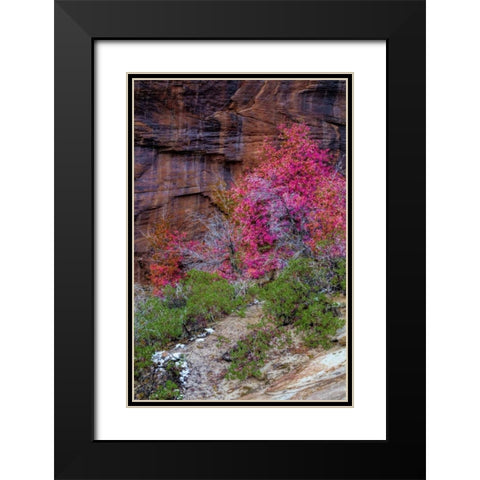 USA, Utah, Zion NP Cliff and autumn scenic Black Modern Wood Framed Art Print with Double Matting by OBrien, Jay