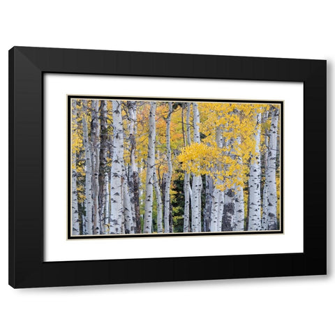 USA-Utah-Ashley National Forest Aspen forest in autumn Black Modern Wood Framed Art Print with Double Matting by Jaynes Gallery