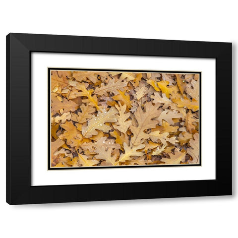 USA- Utah- Calf Creek Recreation Area. Dew on fallen oak leaves. Black Modern Wood Framed Art Print with Double Matting by Jaynes Gallery