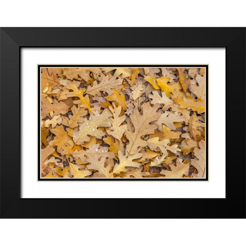 USA- Utah- Calf Creek Recreation Area. Dew on fallen oak leaves. Black Modern Wood Framed Art Print with Double Matting by Jaynes Gallery
