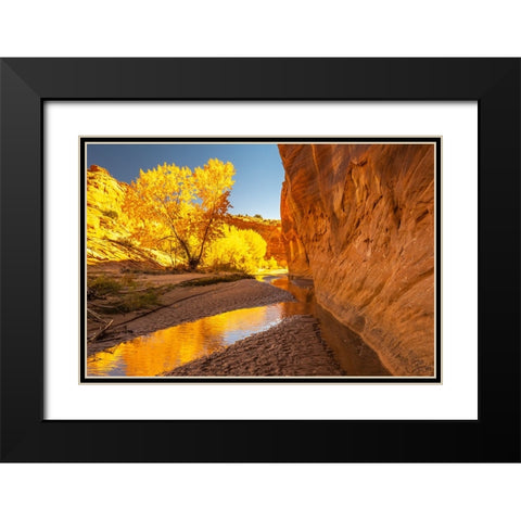 USA- Utah- Grand Staircase Escalante National Monument. Harris Wash and cottonwood trees in fall. Black Modern Wood Framed Art Print with Double Matting by Jaynes Gallery