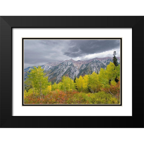 Fall Foliage in Little Cottonwood Canyon, Red Pine Trail, Wasatch-Cache National Forest, Utah. Black Modern Wood Framed Art Print with Double Matting by Garber, Howie