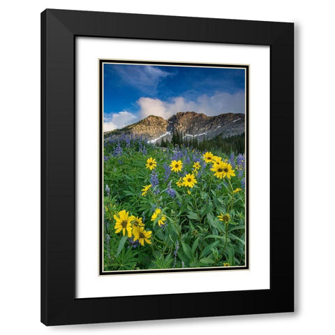 Arnica and lupine-Devils Castle-Albion Basin-Alta Ski Resort Wasatch Mountains Black Modern Wood Framed Art Print with Double Matting by Garber, Howie