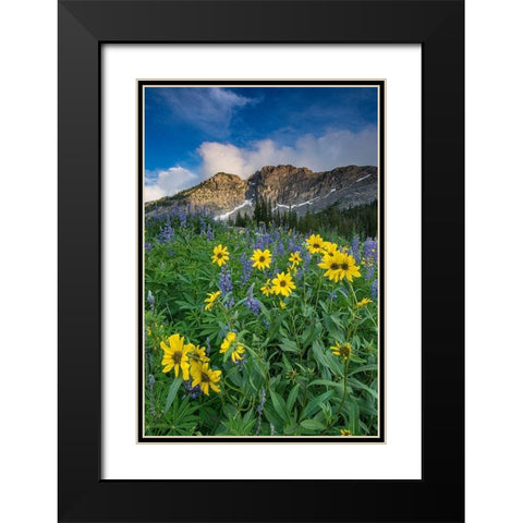 Arnica and lupine-Devils Castle-Albion Basin-Alta Ski Resort Wasatch Mountains Black Modern Wood Framed Art Print with Double Matting by Garber, Howie
