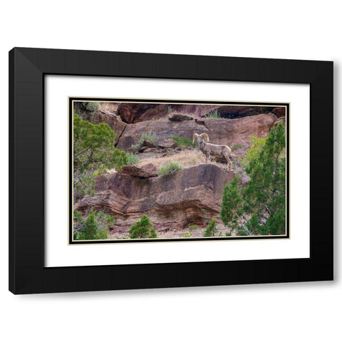 Big horn ram on cliff-Dinosaur National Monument-Utah-USA Black Modern Wood Framed Art Print with Double Matting by Garber, Howie