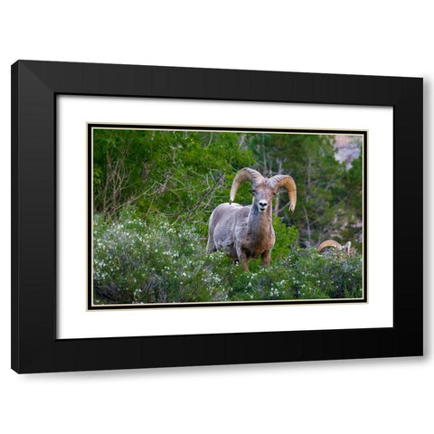 Big horn ram portrait in wildflowers-Dinosaur National Monument-Utah-USA Black Modern Wood Framed Art Print with Double Matting by Garber, Howie