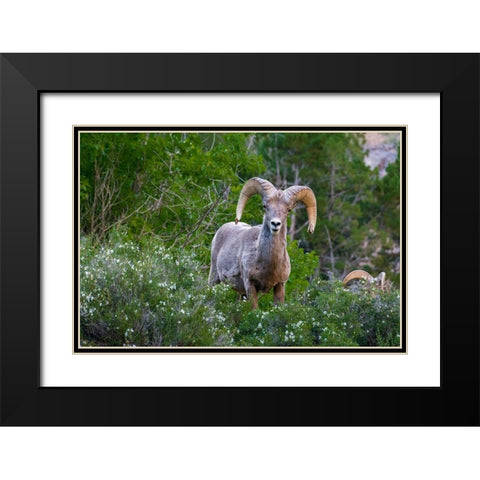 Big horn ram portrait in wildflowers-Dinosaur National Monument-Utah-USA Black Modern Wood Framed Art Print with Double Matting by Garber, Howie