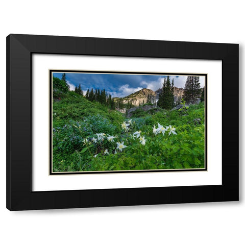 Columbine wildflowers and bluebells in Albion Basin-Alta Ski Resort-Wasatch Mountains Black Modern Wood Framed Art Print with Double Matting by Garber, Howie