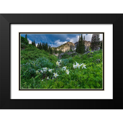 Columbine wildflowers and bluebells in Albion Basin-Alta Ski Resort-Wasatch Mountains Black Modern Wood Framed Art Print with Double Matting by Garber, Howie