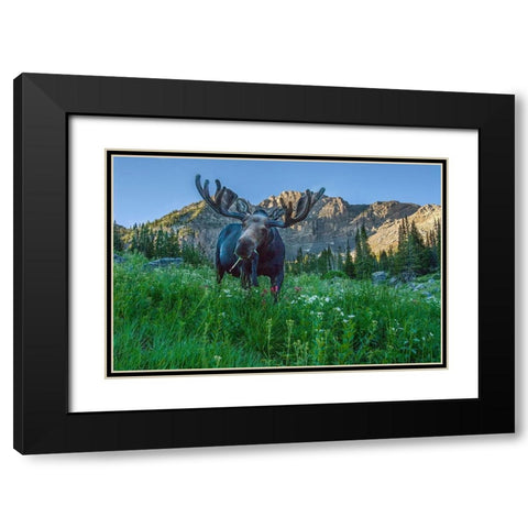 Grazing bull moose eye to eye with photographer-Wasatch Mountains-Alta-Utah-USA Black Modern Wood Framed Art Print with Double Matting by Garber, Howie