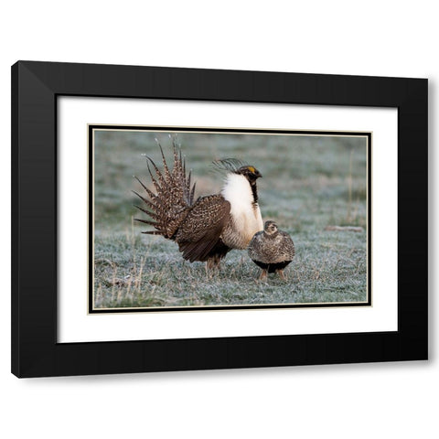 Greater sage grouse male and female at lek-Hennifer-Utah-USA Black Modern Wood Framed Art Print with Double Matting by Garber, Howie
