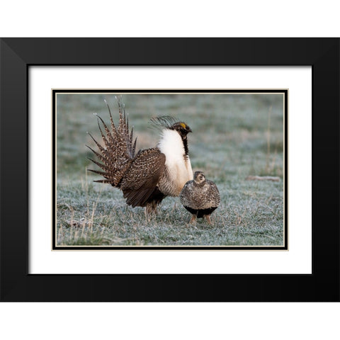 Greater sage grouse male and female at lek-Hennifer-Utah-USA Black Modern Wood Framed Art Print with Double Matting by Garber, Howie