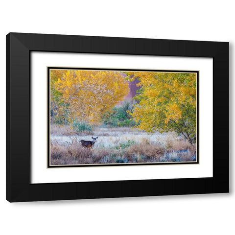 Whitetail deer grazing under autumn cottonwood tree-near Moab-Utah-USA Black Modern Wood Framed Art Print with Double Matting by Garber, Howie