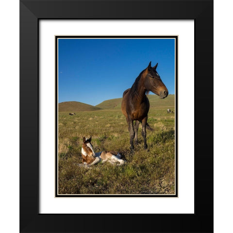 Wild horse mother shows off her yearling foal-Pony express byway Black Modern Wood Framed Art Print with Double Matting by Garber, Howie