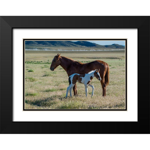Wild horses-mother and yearling foal graze along Pony Express Byway Black Modern Wood Framed Art Print with Double Matting by Garber, Howie