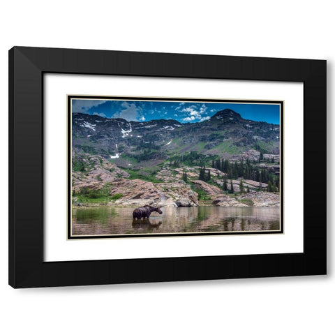 Young bull moose wading in Lake Lilian-Wasatch Mountains near Lake Blanche Black Modern Wood Framed Art Print with Double Matting by Garber, Howie