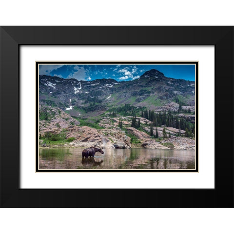 Young bull moose wading in Lake Lilian-Wasatch Mountains near Lake Blanche Black Modern Wood Framed Art Print with Double Matting by Garber, Howie