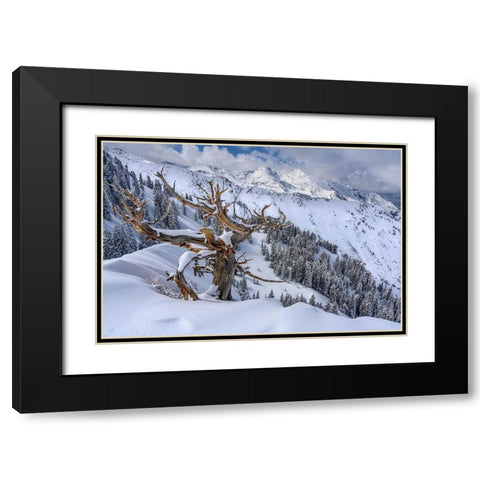 Utah-Ancient Limber pine on ridge during winter Big Cottonwood Canyon near Salt Lake City and Alta Black Modern Wood Framed Art Print with Double Matting by Garber, Howie