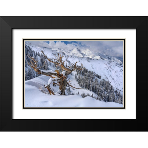 Utah-Ancient Limber pine on ridge during winter Big Cottonwood Canyon near Salt Lake City and Alta Black Modern Wood Framed Art Print with Double Matting by Garber, Howie