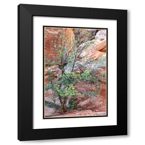 USA-Utah-Grand Wash-Capitol Reef National Park Single-leaf ash tree in front of sandstone wall Black Modern Wood Framed Art Print with Double Matting by Davidson, Janell
