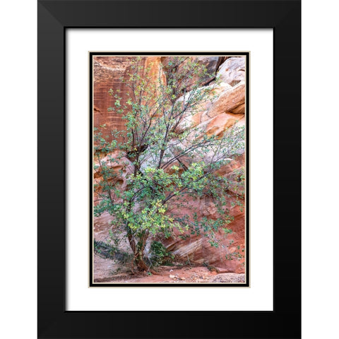 USA-Utah-Grand Wash-Capitol Reef National Park Single-leaf ash tree in front of sandstone wall Black Modern Wood Framed Art Print with Double Matting by Davidson, Janell