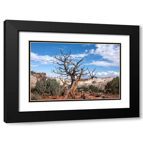 USA-Utah-Capitol Reef National Park Dead juniper tree Black Modern Wood Framed Art Print with Double Matting by Davidson, Janell