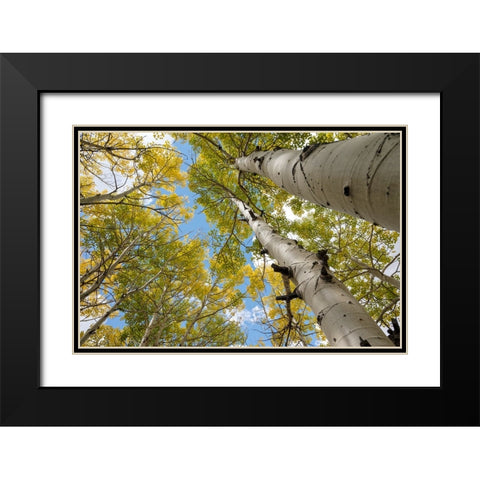 USA-Utah Dixie National Forest Looking up at tall Aspens Black Modern Wood Framed Art Print with Double Matting by Davidson, Janell