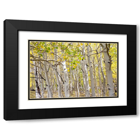 USA-Utah Dixie National Forest Grove of Aspens in Fall colors Black Modern Wood Framed Art Print with Double Matting by Davidson, Janell