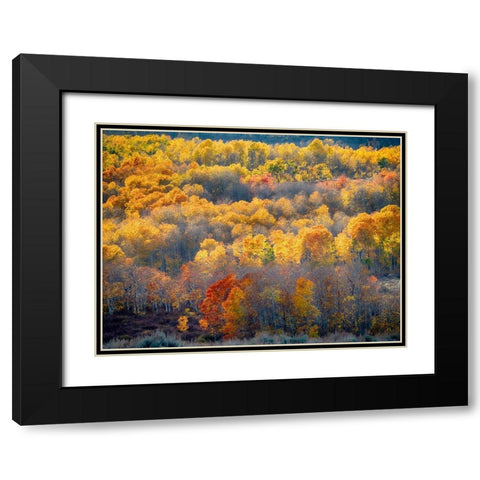 Utah-Logan Pass Autumn colors in Logan Pass Utah Black Modern Wood Framed Art Print with Double Matting by Eggers, Julie